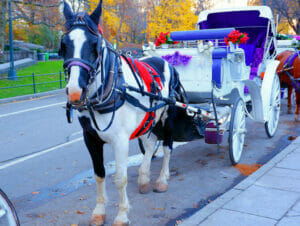 Hestevogn i Central Park