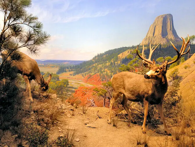 American Museum of Natural History i New York - Diorama med pattedyr