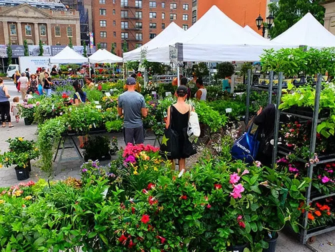 Markeder i New York - Planter på Union Square