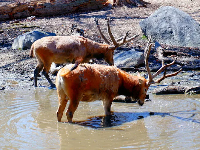 Bronx Zoo i New York - Drikkende dyr