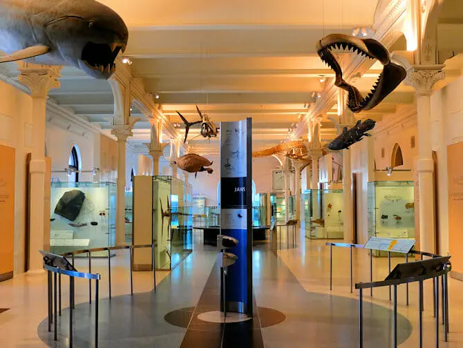 American Museum of Natural History i New York - VIP-tur inden åbningstid