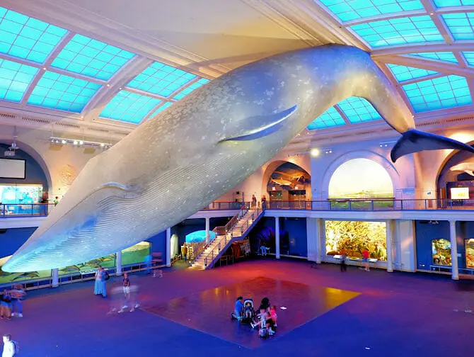 American Museum of Natural History i New York - Livet i havet