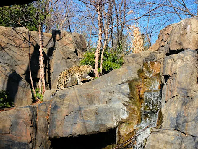 Central Park Zoo billetter - Sneleopard