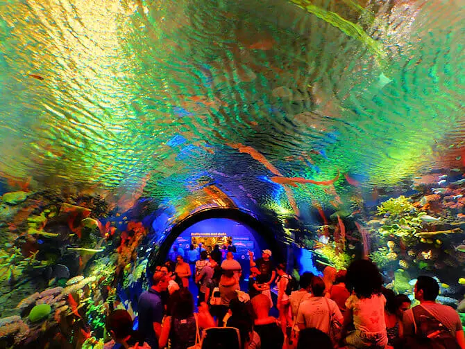 New York Aquarium - Koralrev