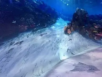 National Geographic Encounter Ocean Odyssey - Under vandet