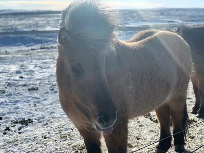 Island stopover på vej til New York Islandpferd