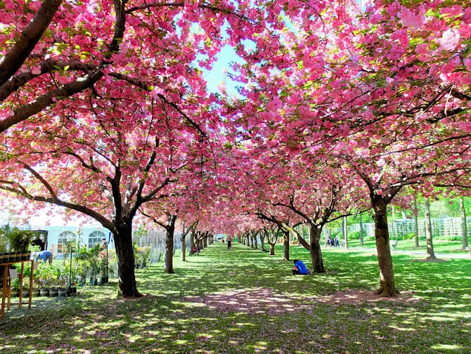 Brooklyn i New York - Brooklyn Botanic Garden