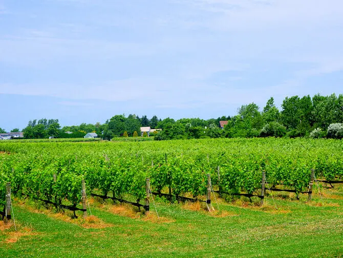 New York til Hamptons dagstur - Vin