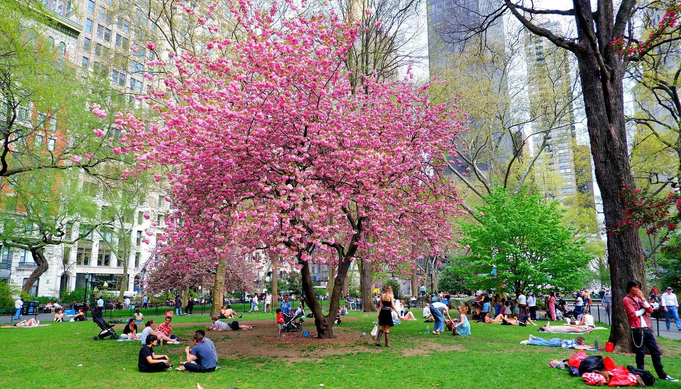 Madison Square Park i New York - Sted, hvor New Yorkere slapper af